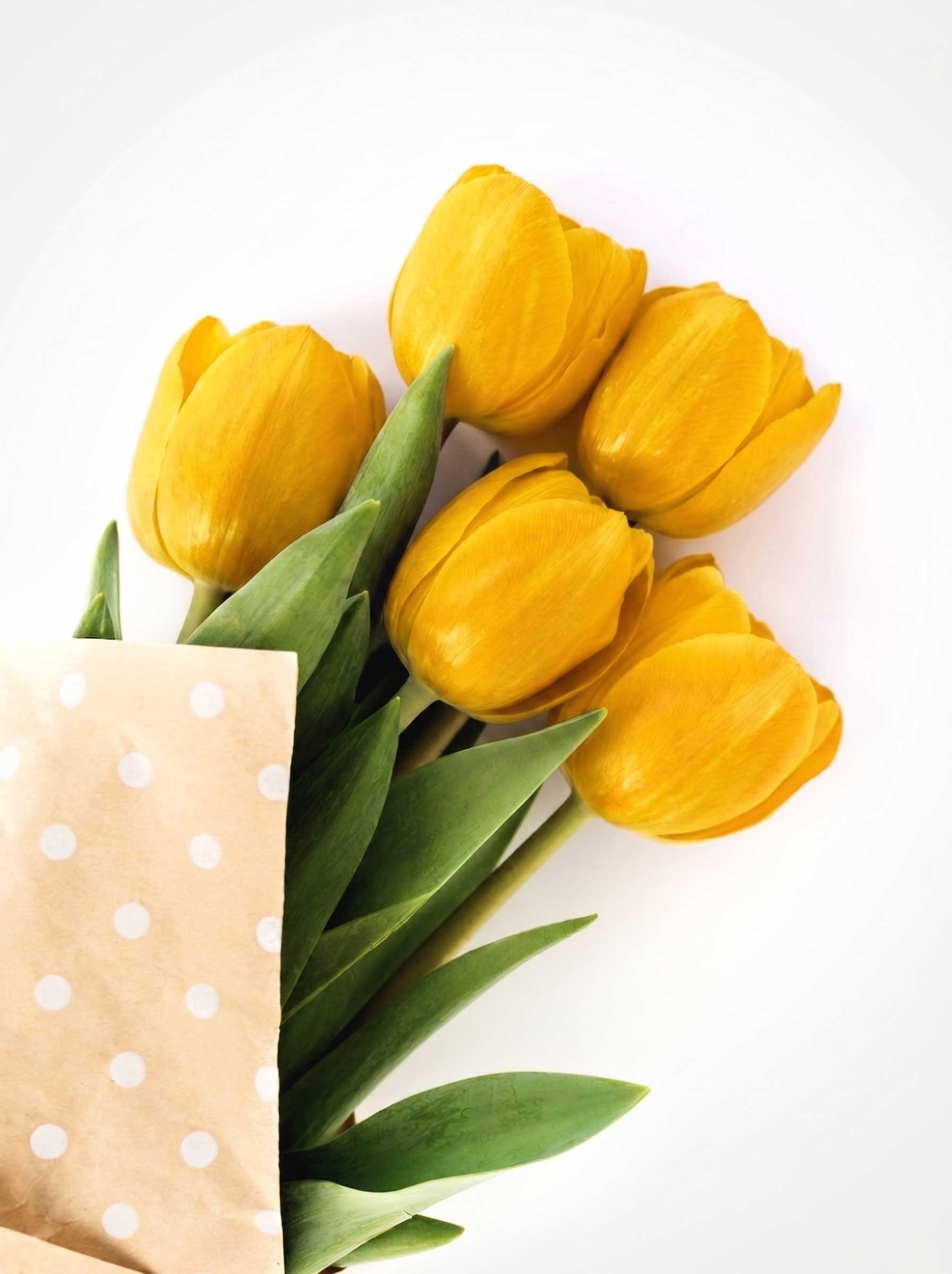 TULIPANI-GIALLI